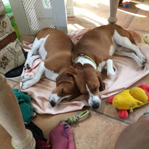 Meet your Posher, Jojo - Picture 1 of 1